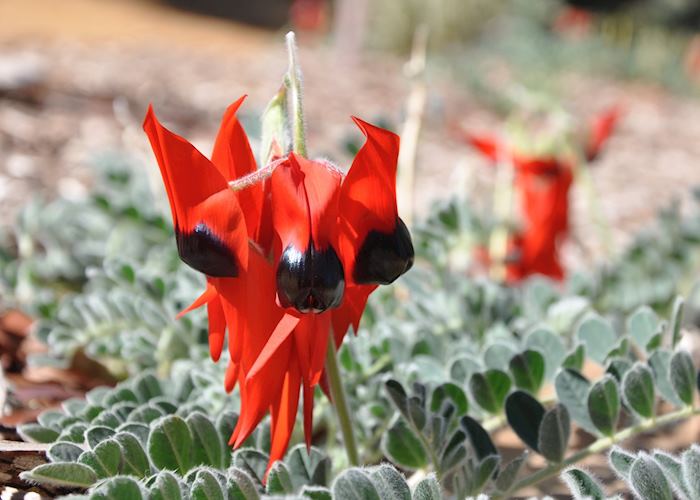 Desert pea, Uluru-Kata Tjuta National Park