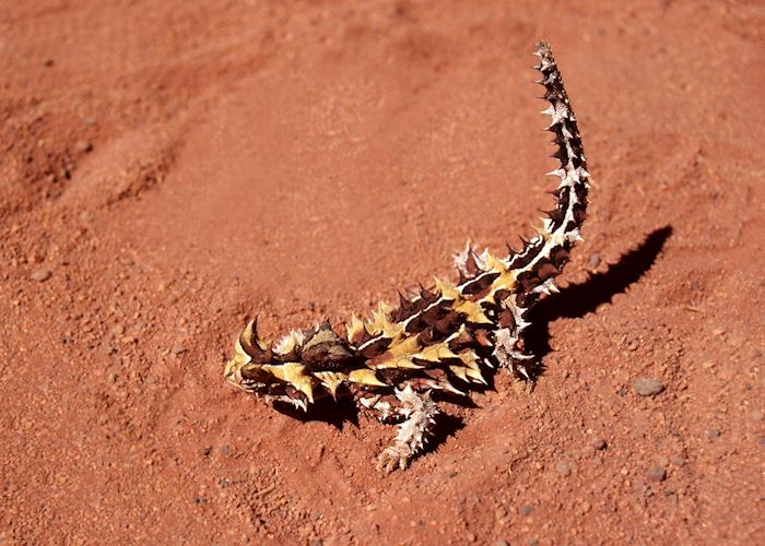 Thorny Devil