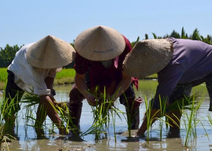 Planting the rice