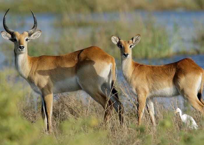 Red lechwe pair, Chobe National Park, Botswana