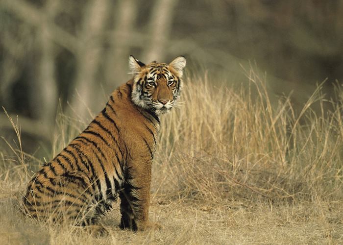 Bengal Tiger cub