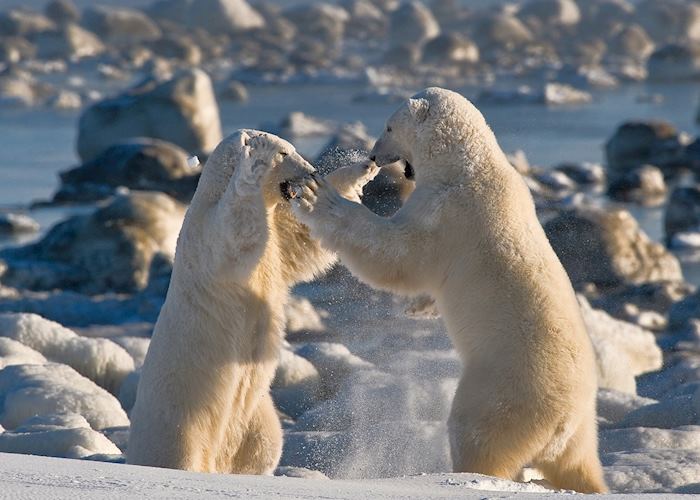 Sparring polar bear near Seal River Heritage Lodge