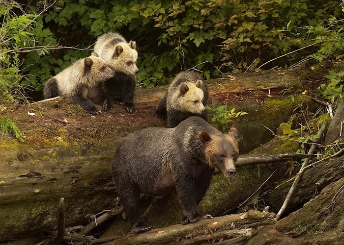 Grizzly bear sow and cubs at Knight Inlet Lodge