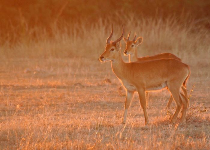 Puku at sunset, South Luangwa National Park, Zambia