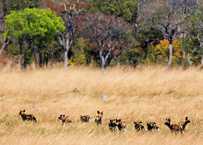 Wild dogs, Kafue National Park