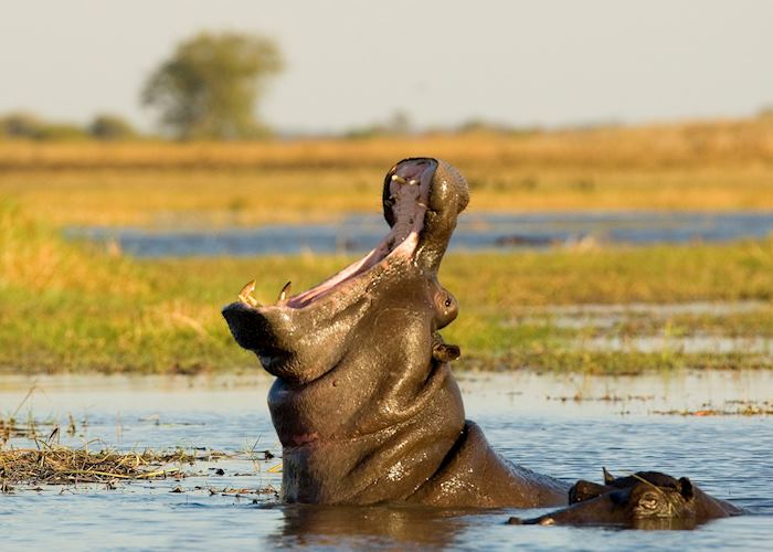 Hippos, Kafue National Park