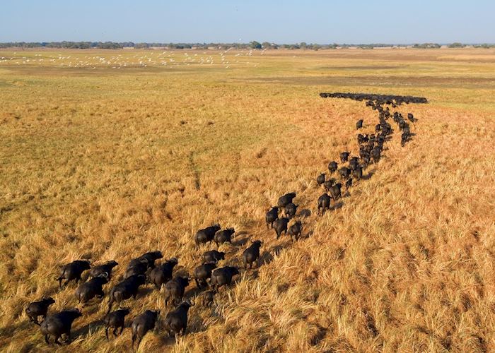 Buffalo on the Busanga Plains, Kafue National Park