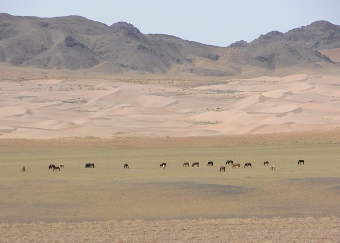 Gobi Gurvansaikhan National Park, Mongolia