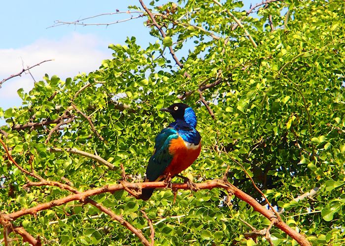 Superb starling, Tarangire National Park, Tanzania