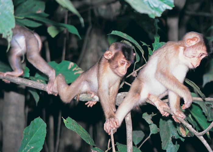 Pig-tailed macaque, Kinabatangan River, Malaysian Borneo