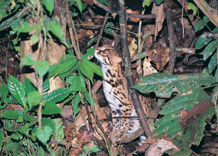 Leopard cat, Danum Valley, Malaysian Borneo