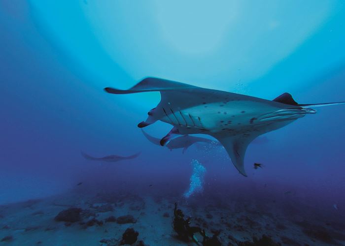 Diving, Constance Moofushi, Maldive Island