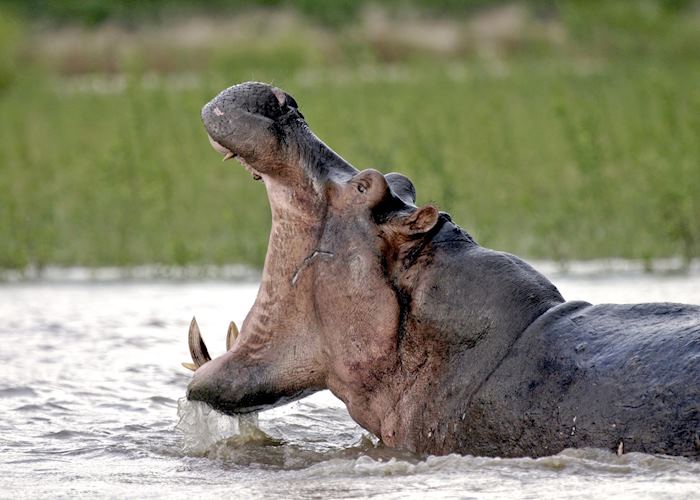 Hippo in the Selous Game Reserve, Tanzania