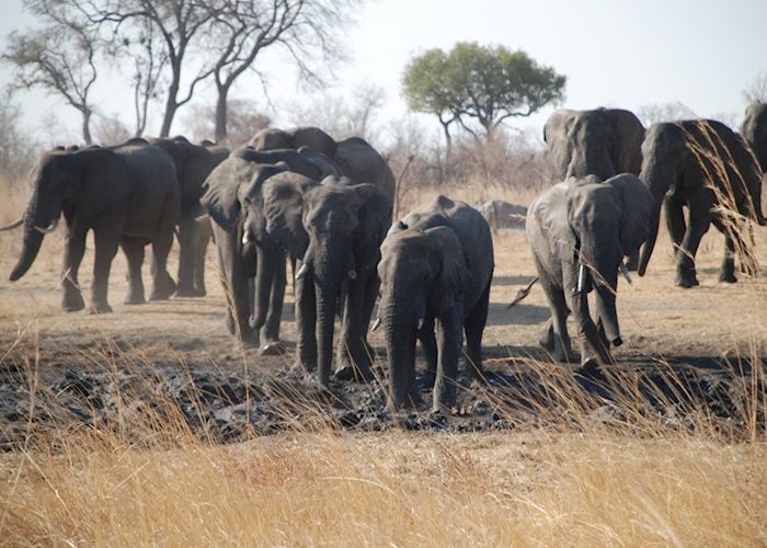 The waterhole at Elephant's Eye, Hwange National Park