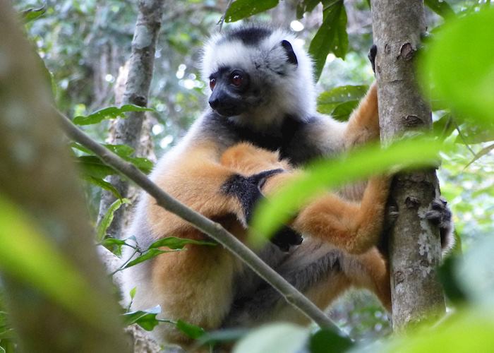 Diademed Sifaka, Andasibe, Madagascar