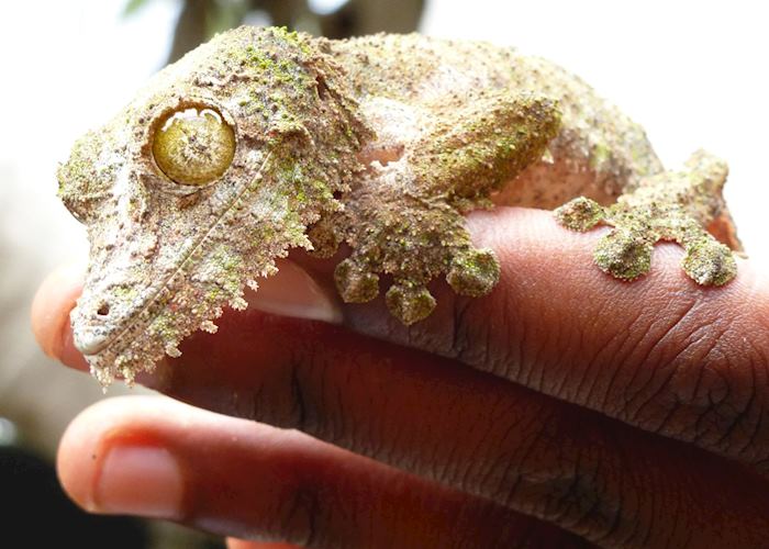 Leaf tailed gecko, Madagascar