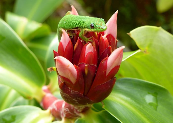 Gecko in Andasibe, Madagascar