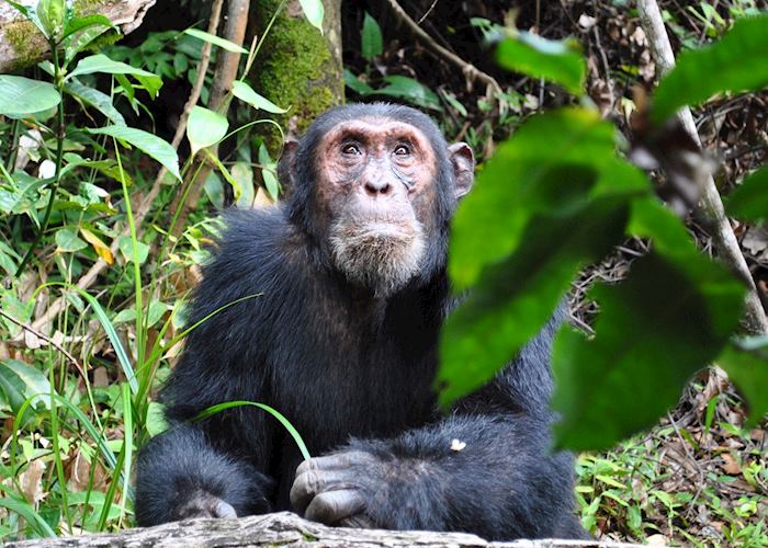 Chimpanzee in Mahale National Park, Tanzania
