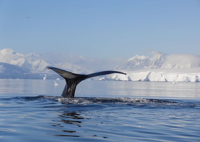 Whale spotting, Antarctica