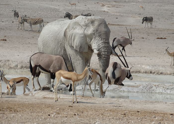 A typical waterhole scene, Etosha National Park