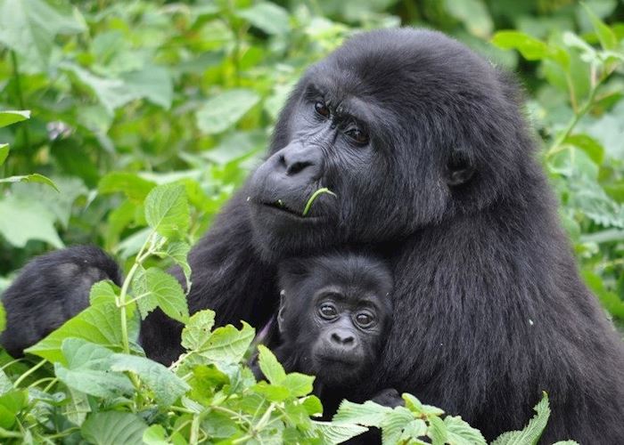 Mother and baby gorilla