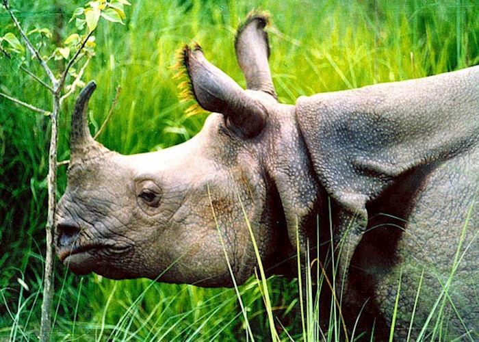 Asiatic rhinoceros, Bardia, Nepal