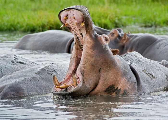 Hippo in the Serengeti National Park