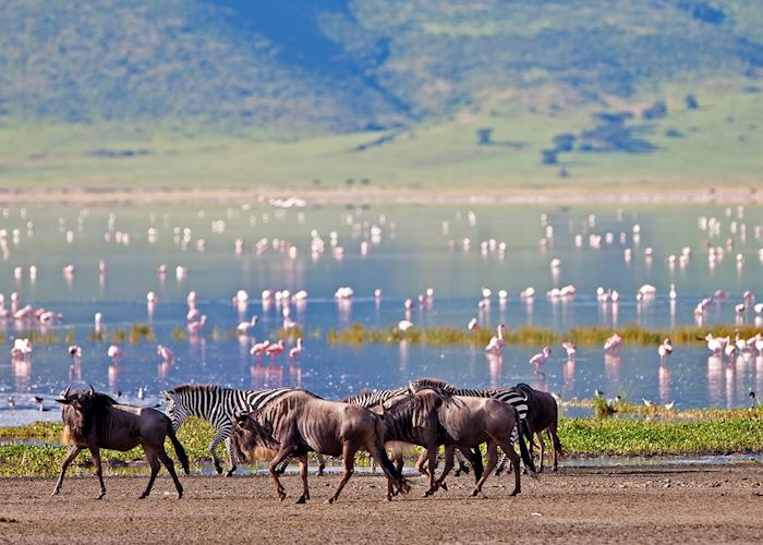 Wildebeest, zebra and flamingos in the Ngorongoro Crater