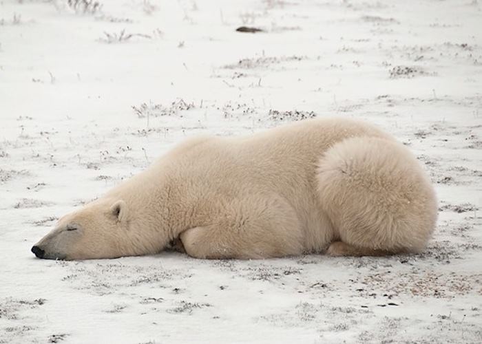 Polar bear in Churchill, Canada