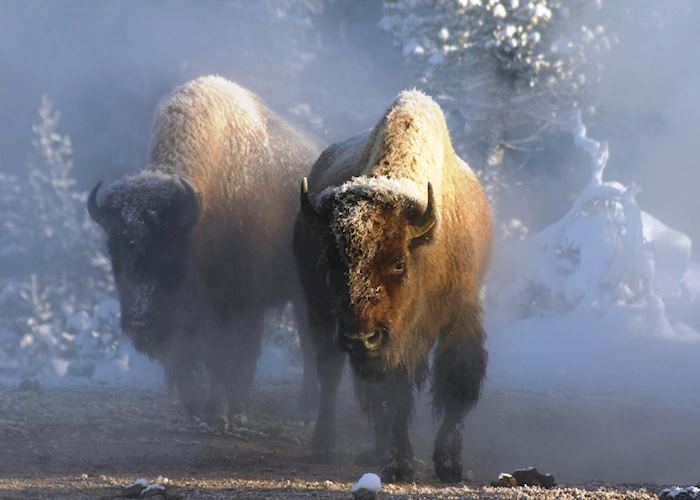 Bison in Yellowstone National Park