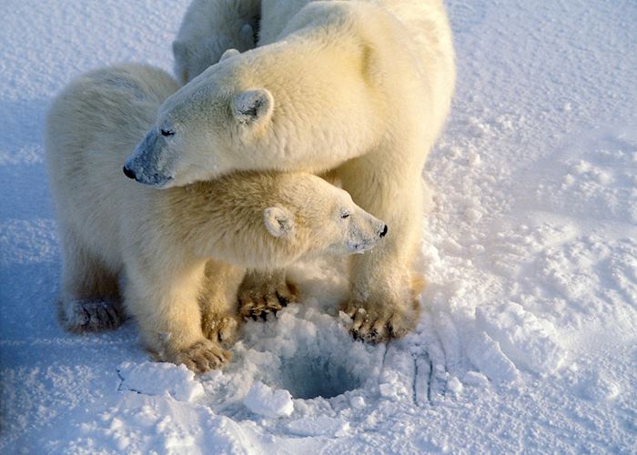 Polar bears near Churchill, Manitoba