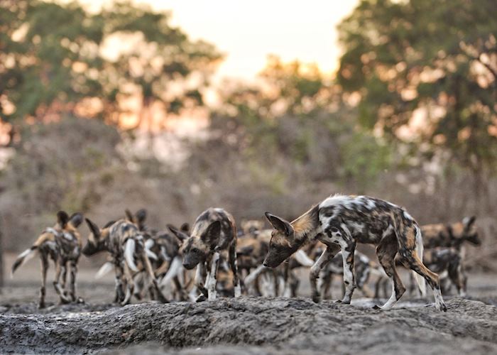 African wild dogs, Mana Pools