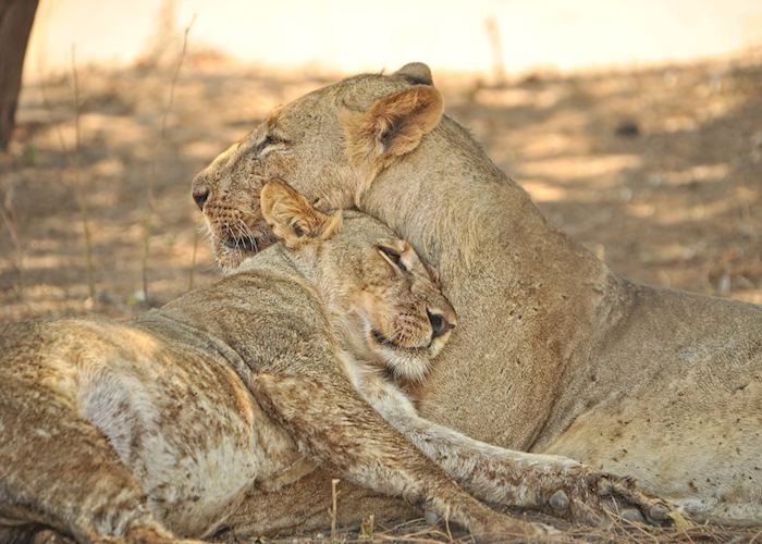 Lions, Mana Pools