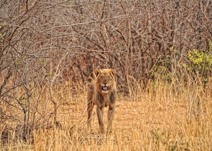Lion, Mana Pools