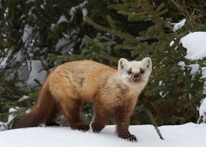 A pine marten at Arctic Haven Wilderness Lodge