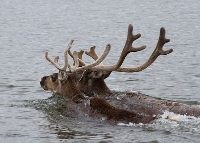 Arctic Haven Wilderness Lodge Audley Travel