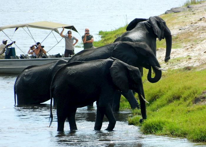 Elephant crossing the Chobe River, Chobe National Park, Botswana