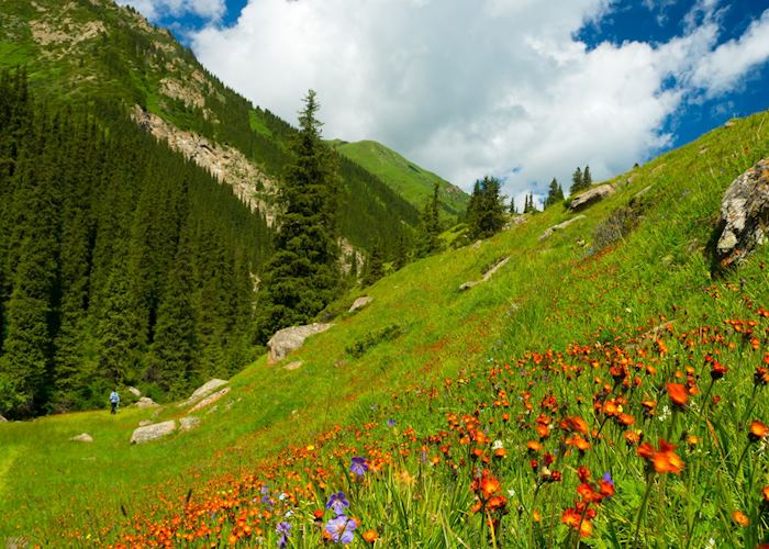 Altyn Arashan flower meadow, Karakol