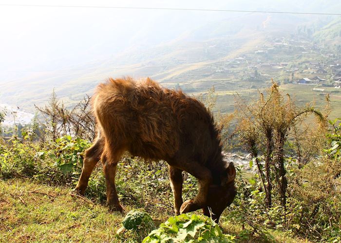 Young Water buffalo, Sapa Valley, Vietnam