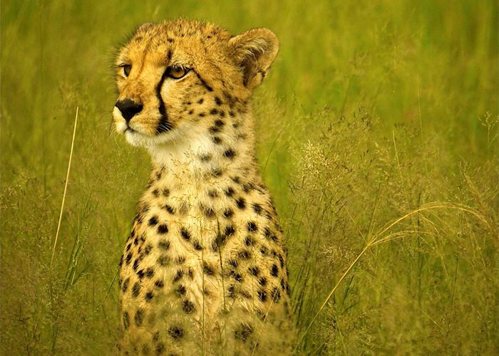 Cheetah in the tall grass, Hwange National Park, Zimbabwe