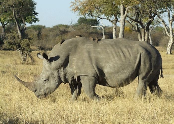 Rhino in Hwange National Park, Zimbabwe