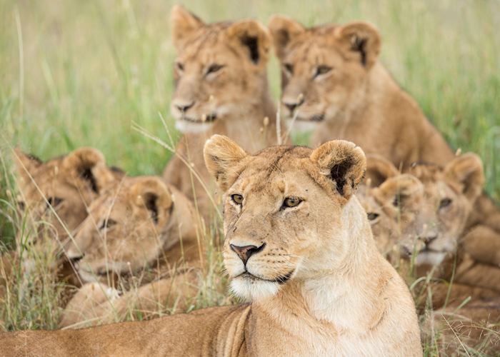 Lion pride, Hwange National Park, Zimbabwe