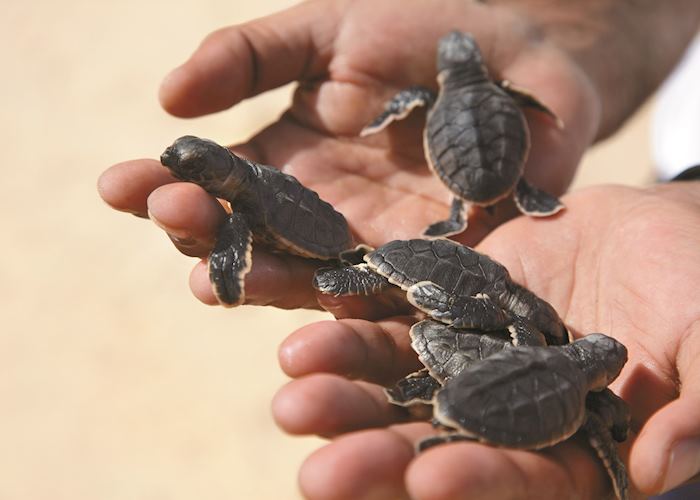 Turtles, Al Bandar, Muscat