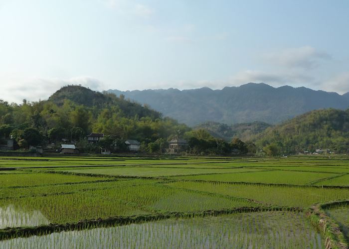 Mai Chau, rice paddies