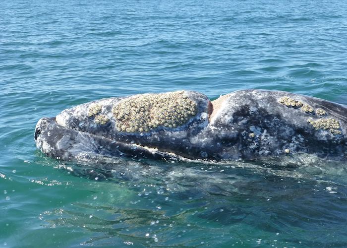 Grey Whale, San Ignacio Lagoon