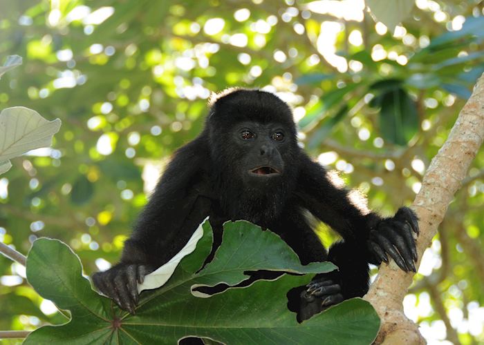 Surprised baby howler monkey.jpg