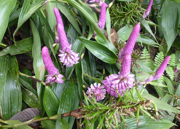 Cloudforest flora, Ecuador
