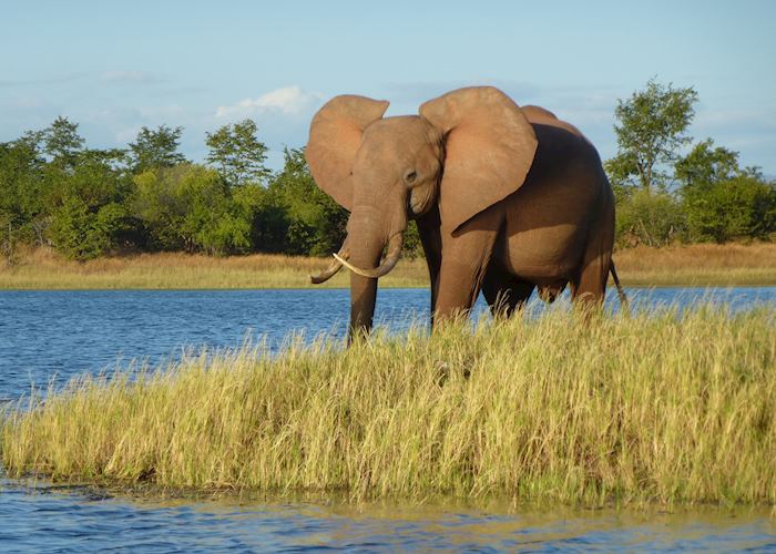 Getting close to an elephant by boat on Lake Kariba, Zimbabwe