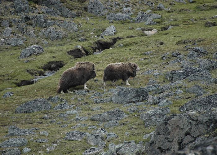 Musk oxen on Diana Island