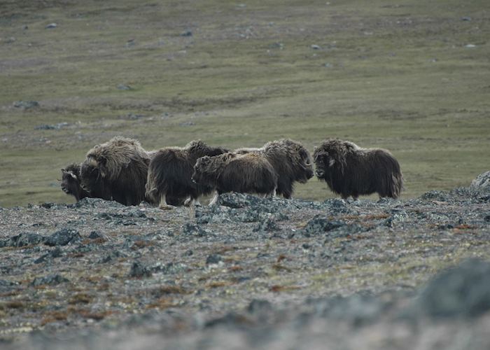 Musk Oxen on Diana Island